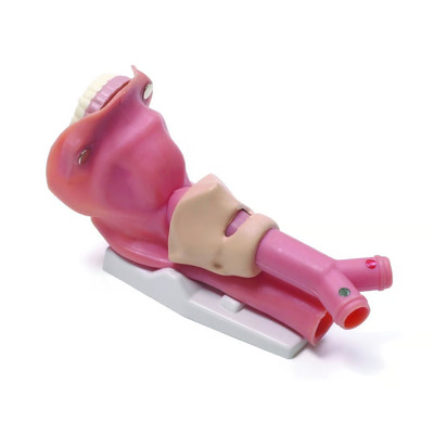 Airway Demonstration Model Replacement Medical Training Tool