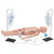 Aed LF03616 Medical Training Manikin Replacement Part