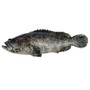 Taiwan Pearl Grouper (Whole Fish - Cleaned) 台灣珍珠龍虎石斑全魚 -  三清