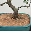 Trunk Close Up