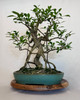 13" Ficus Medium Specimen