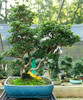 Grown Tree