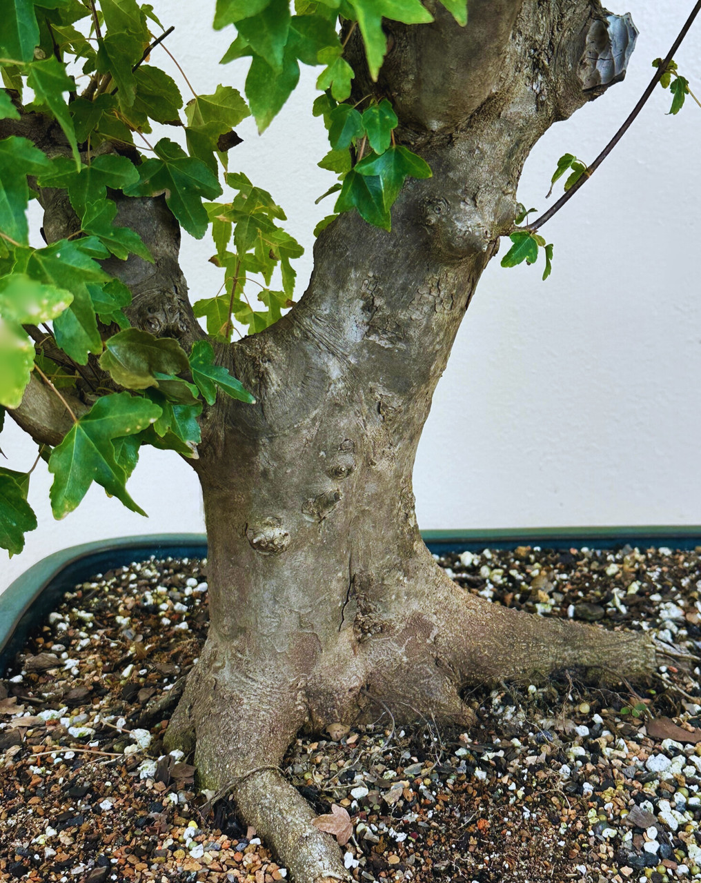 Trident Maple Bonsai Specimen in Ceramic Pot