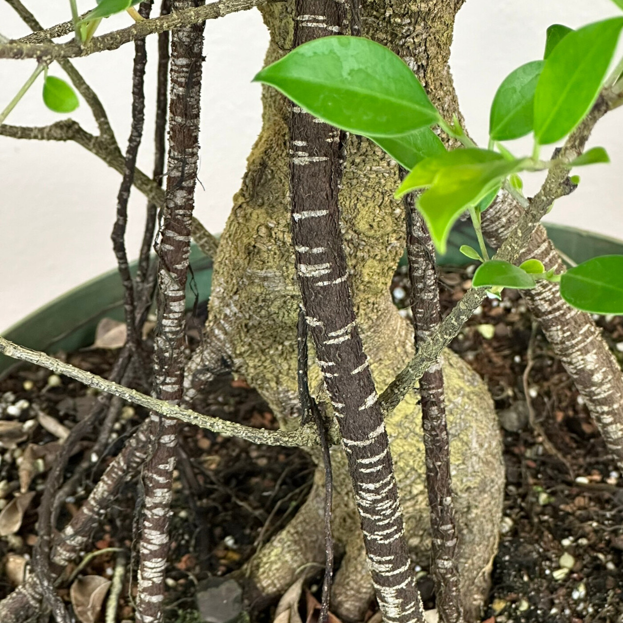 Tiger Bark Ficus Bonsai in 16-inch Growing Pot