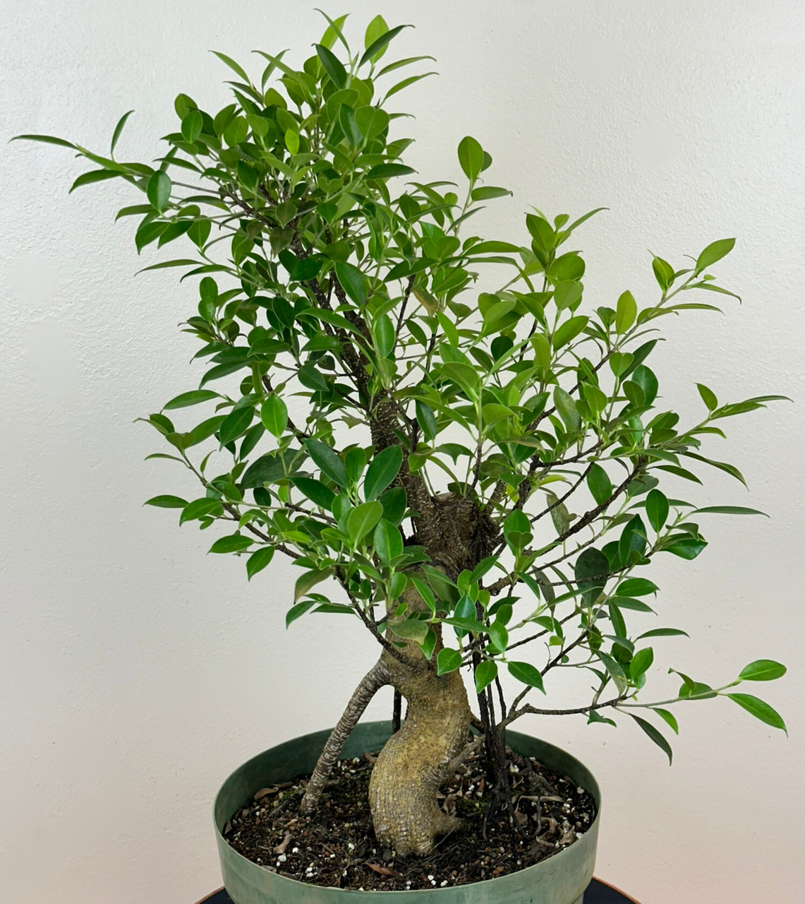 No.144★Premiumシリーズ⑯★【艶消し加工】霞タイガー★popx★ Tiger Bark Ficus Bonsai in 16-inch Growing Pot