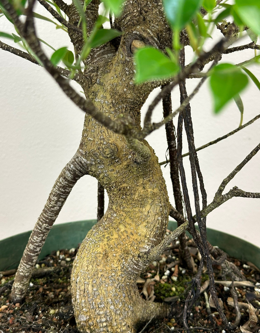 Tiger Bark Ficus Bonsai in 16-inch Growing Pot