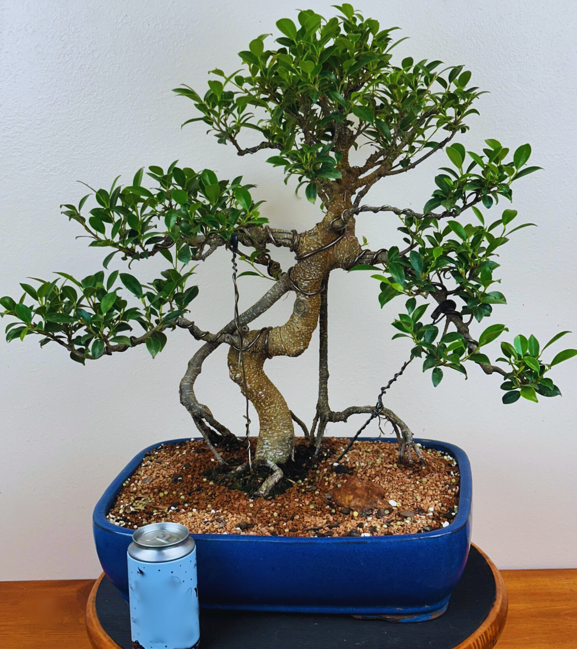 Tiger Bark Ficus Bonsai in 16-inch Ceramic Pot