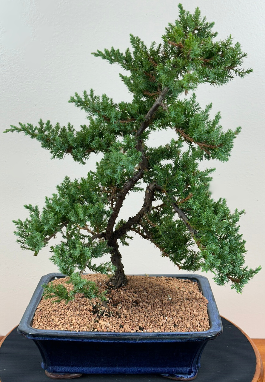 盆栽12 Juniper Bonsai in 12-inch Ceramic Pot