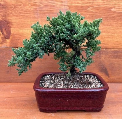 Juniper Bonsai in 8-inch Ceramic Pot