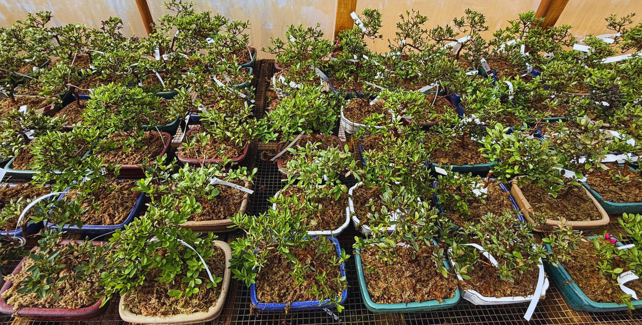 Japanese Satsuki Azalea in 8-inch Ceramic Pot