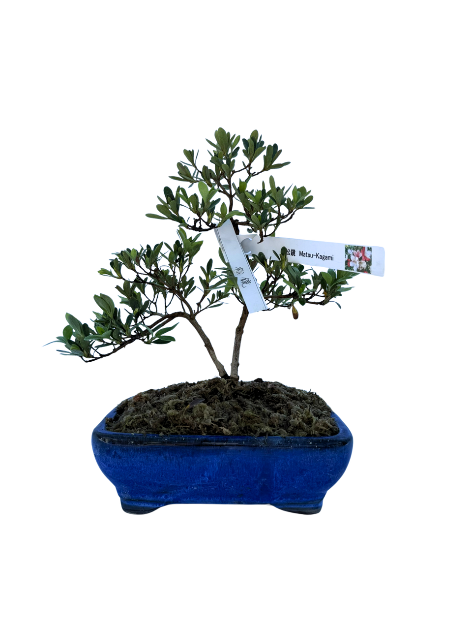 Japanese Satsuki Azalea in 8-inch Ceramic Pot