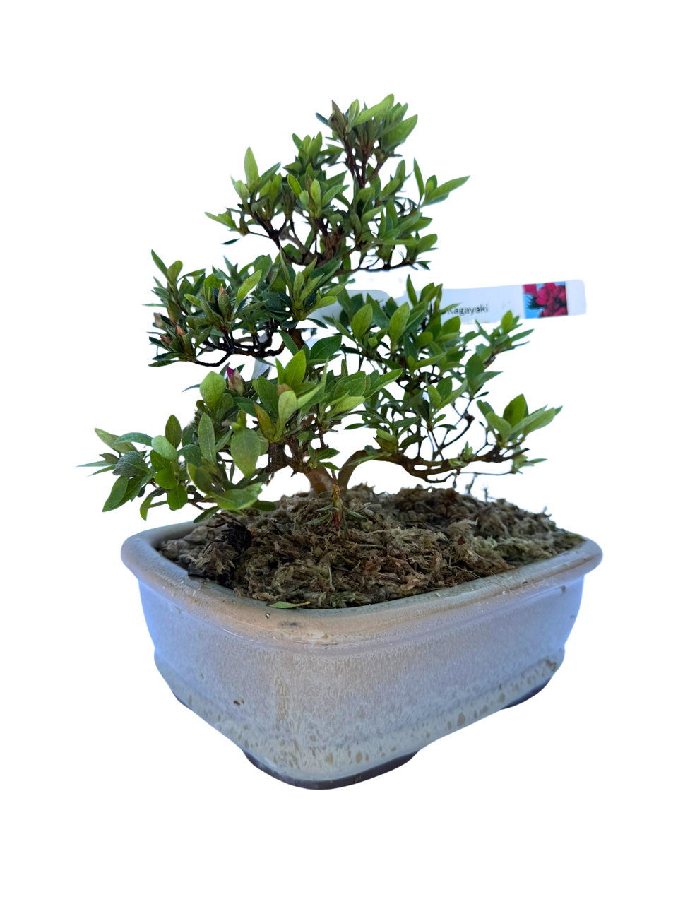 Japanese Satsuki Azalea in 8-inch Ceramic Pot