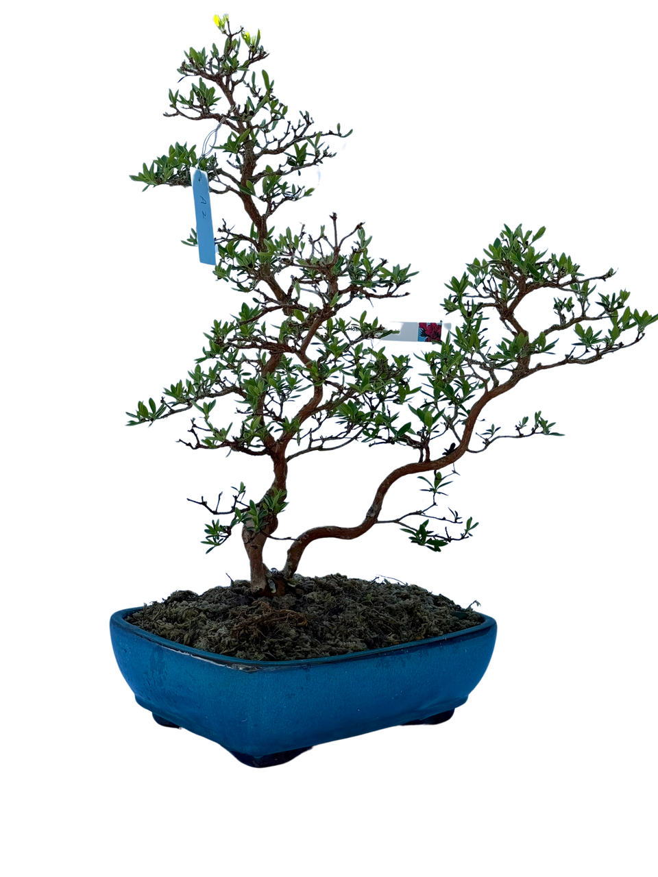 lego bonsai light Light Kit for LEGO® Mini Bonsai Trees 10373