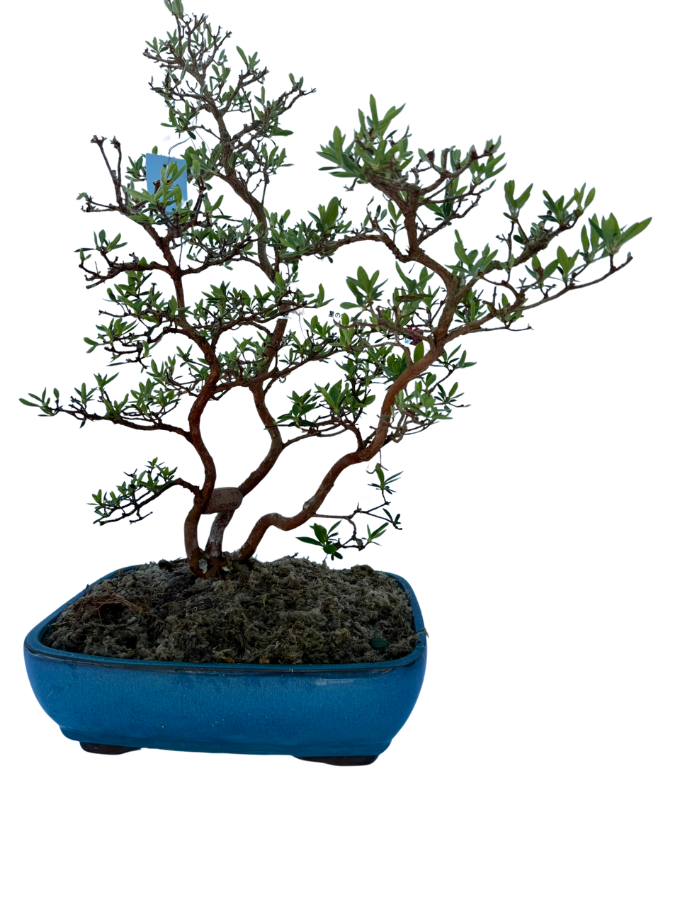 Japanese Satsuki Azalea Bonsai Specimen in Ceramic Pot