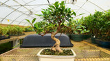 The Best Bonsai Trees for Beginners: Where Should You Start?