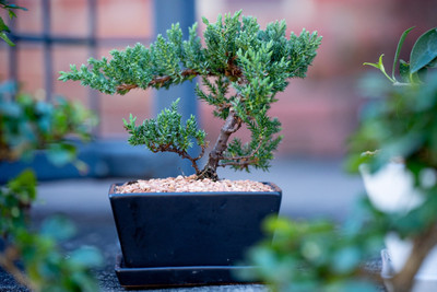 Jim Doyle Workshop Observer - 12/17/26 - 1:30-5pm - Lotus Nursery