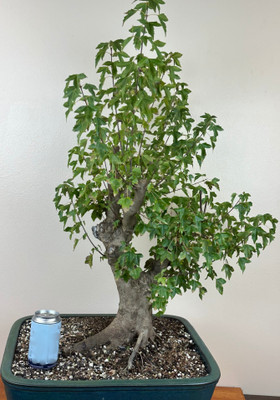 Bonsai - Specimen Bonsai Trees - Hagabon