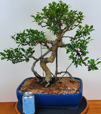Juniper Bonsai in 8-inch Ceramic Pot