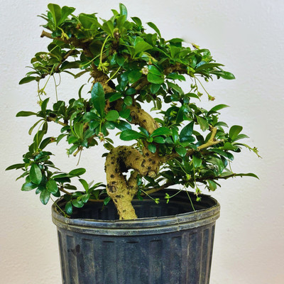 Bonsai - Pre-Bonsai - Hagabon