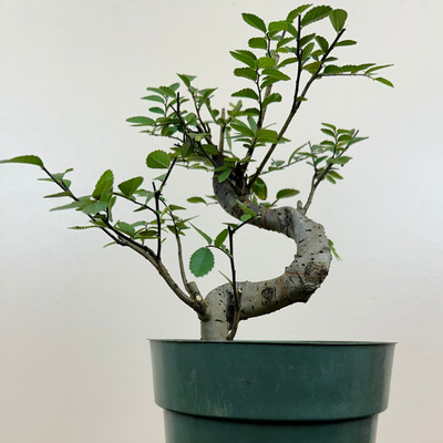 Bonsai - Pre-Bonsai - Hagabon