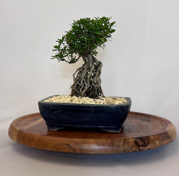 8" Satsuki Azalea with exposed roots
