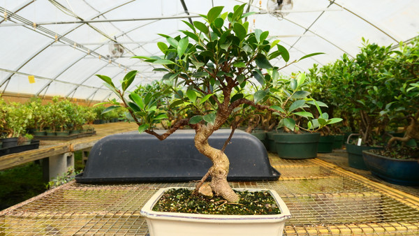 The Best Bonsai Trees for Beginners: Where Should You Start?