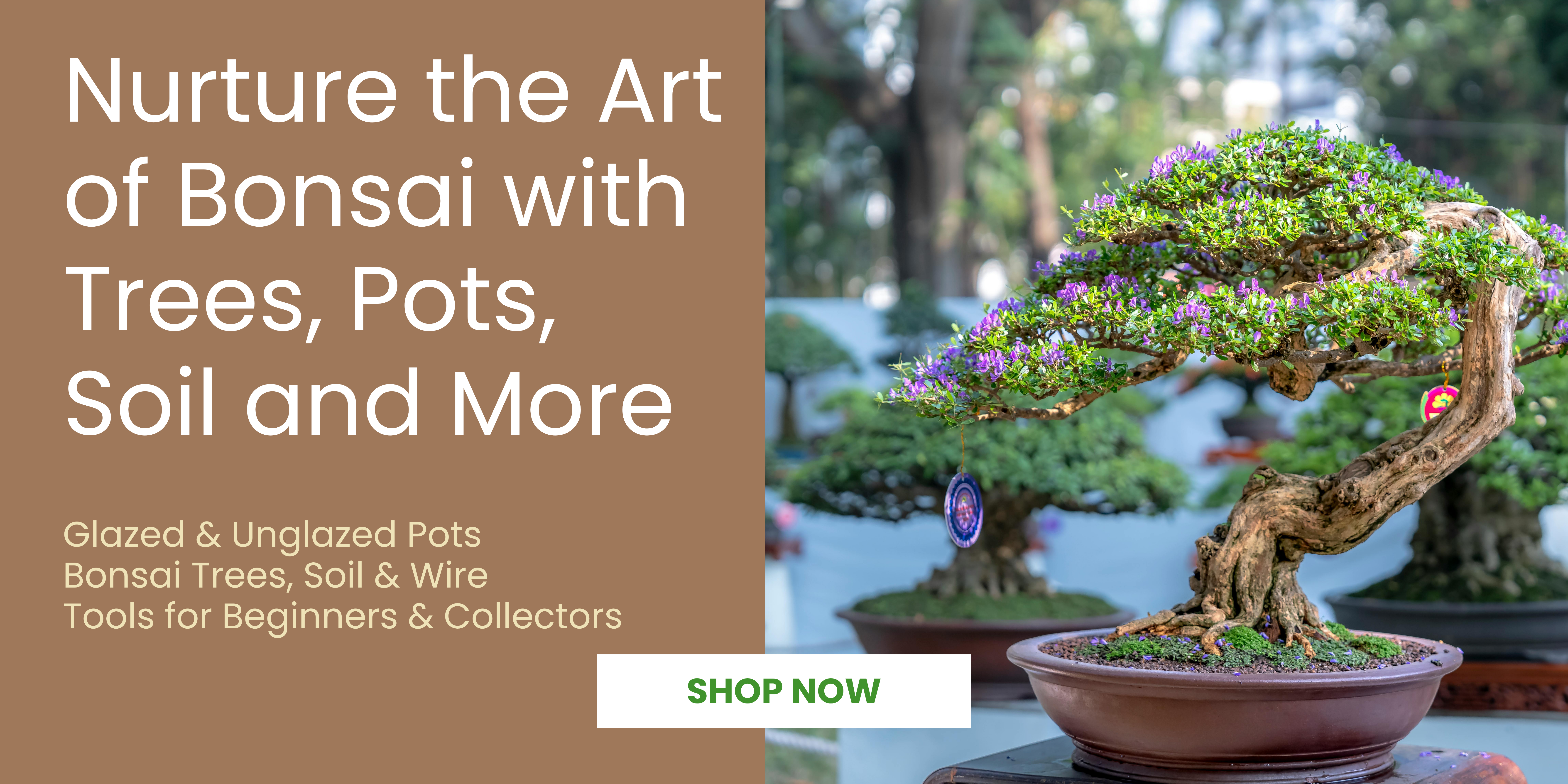 bonsai trees, soil, and wires