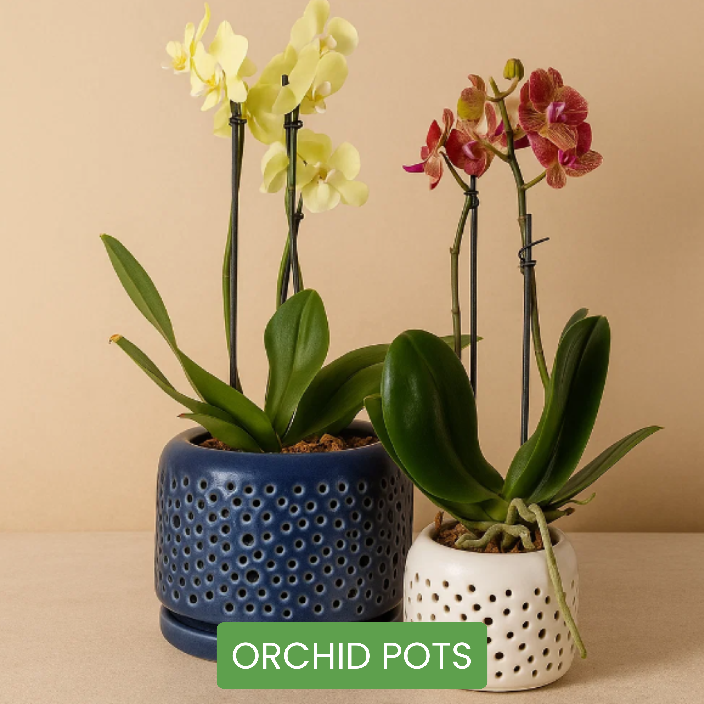 Orchid Pots