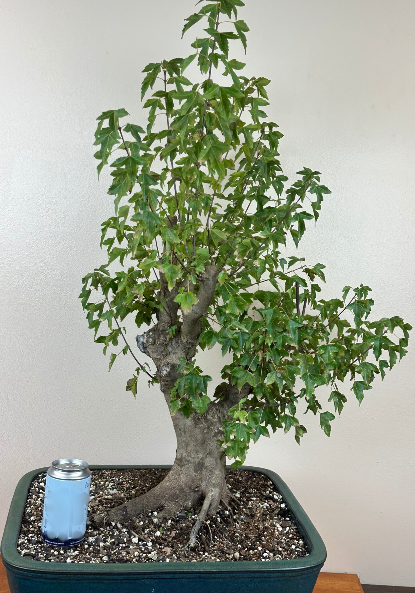 Trident Maple Bonsai Specimen in Ceramic Pot