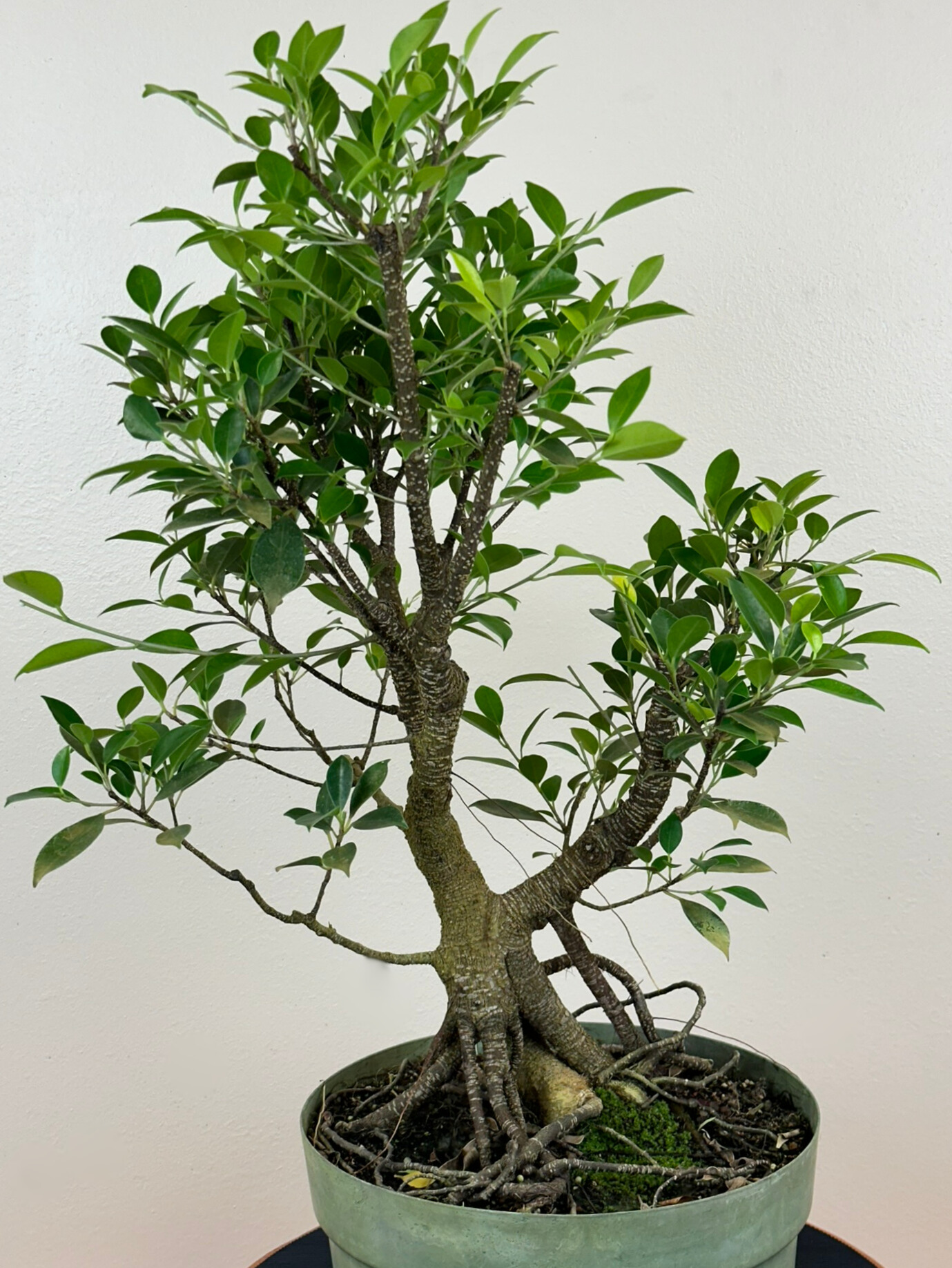Tiger Bark Ficus Bonsai in 14-inch Growing Pot