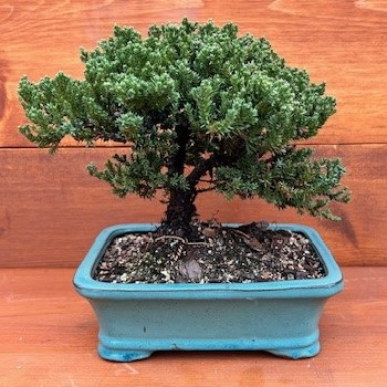 Juniper Bonsai in 8-inch Ceramic Pot