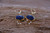 14K Yellow Gold Lapis Lazuli Pearl Cluster Drop Earrings< Gemstone Drop Earring, Lapis Lazuli Earring, Pearl & Lapis Lazuli Earring