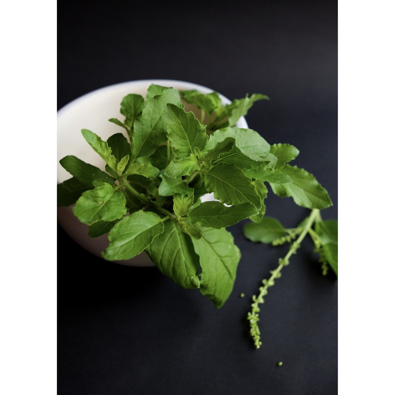 Holy Basil Tulsi Essential Oil Health Benefits and Usage ArOmis