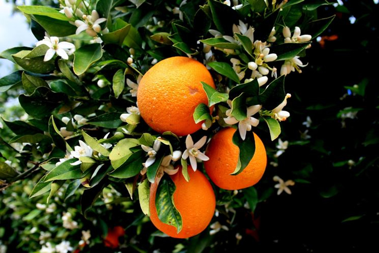 Pure Neroli (Orange Blossom) Essential Oil, Citrus aurantium, Hands of  the Heart