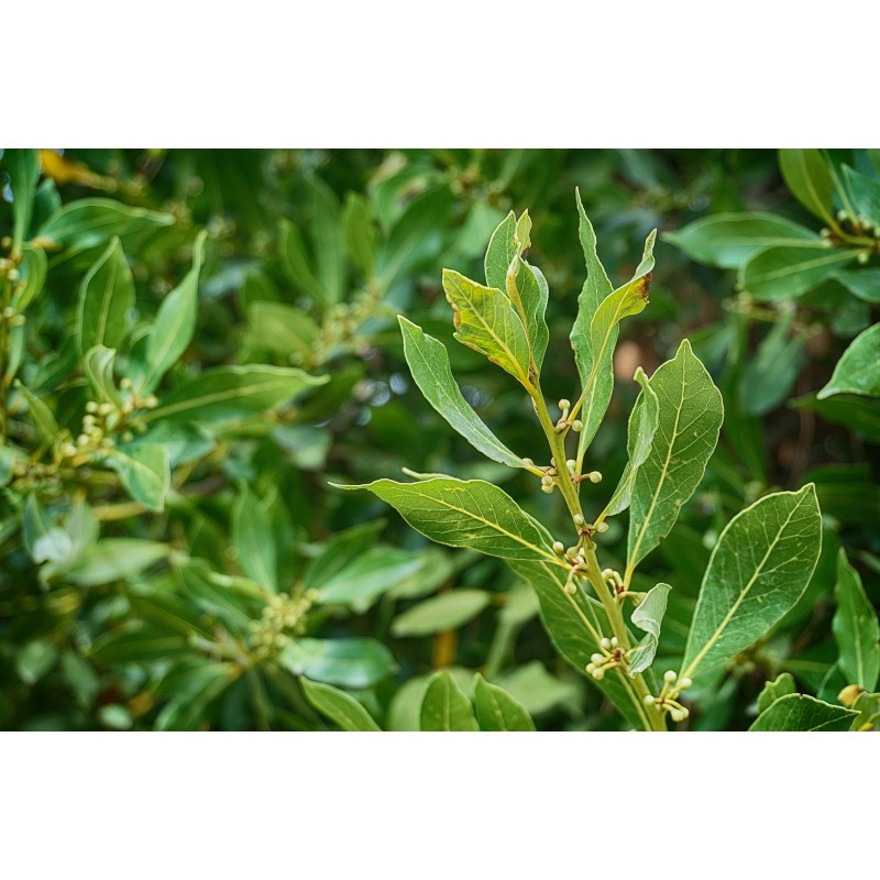 Organic Laurel Leaf Essential Oil Benefits and Usage ArOmis