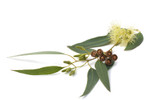 Tea Tree Essential Oil