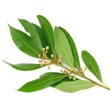 Ravensara Essential Oil Ravensara Essential Oil