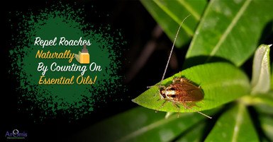 Repel Roaches Naturally By Counting on Essential Oils! Repel Roaches Naturally By Counting on Essential Oils!