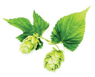 Newest Hops to Our Lineup