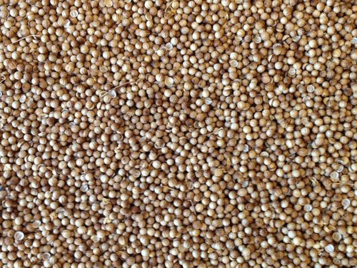 Coriander Seed - 1/oz