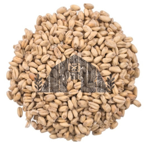 Unmalted White Wheat (Raw) - 1 lb