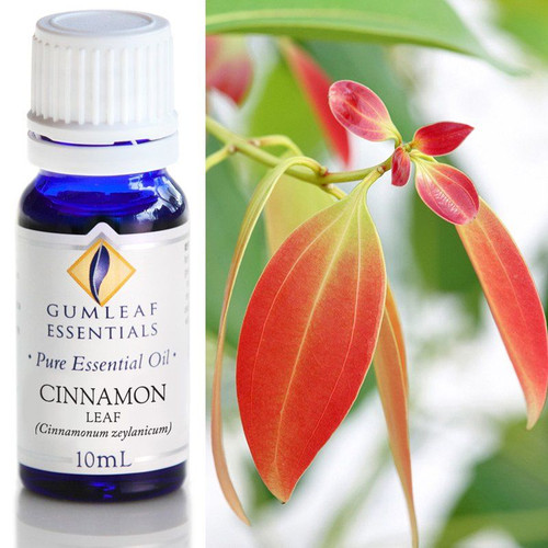 BP Essential Oil - Cinnamon Leaf 10ml