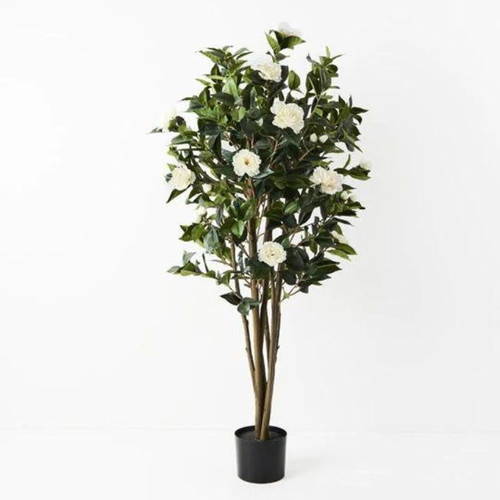 Camellia Flowering Tree 150cm