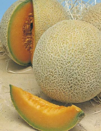 A - Rock Melon Hales Best