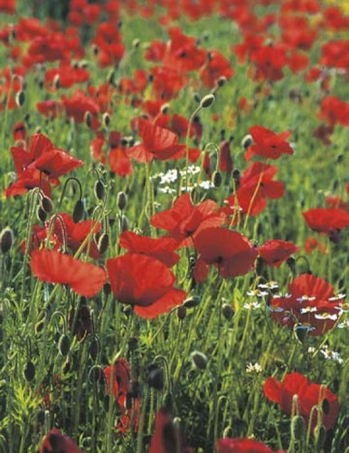 A - Poppy Flanders Red