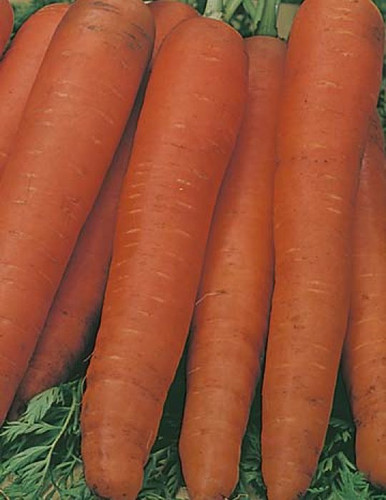 B - Carrot All Year