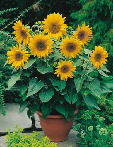 B - Sunflower Dwarf Sensation