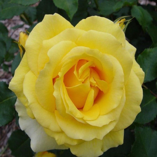 Rosa 'Gold Bunny' 8in  200mm