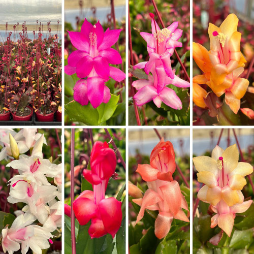 Schlumbergera Assorted 5in  125mm