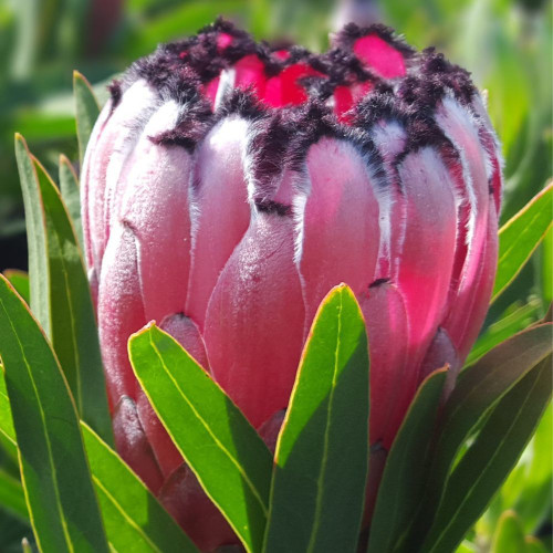 Protea 'Australis Ruby' 7in  175mm